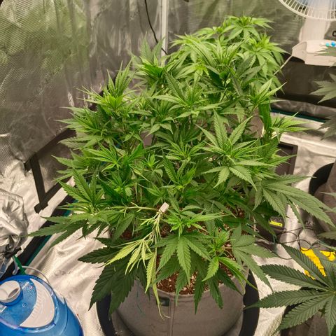 Special Skunk - Bulk seed bank growlog timeline photo