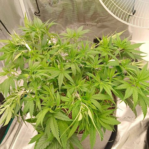 Special Skunk - Bulk seed bank growlog timeline photo