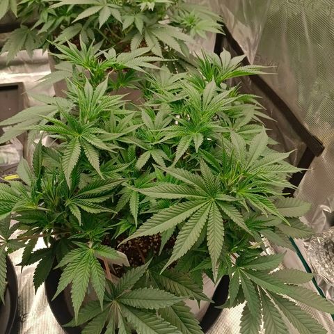 Mimosa x Orange Punch #1 growlog timeline photo