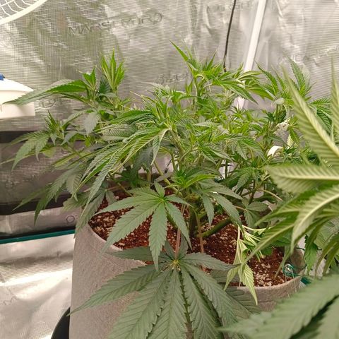 Mimosa x Orange Punch #1 growlog timeline photo