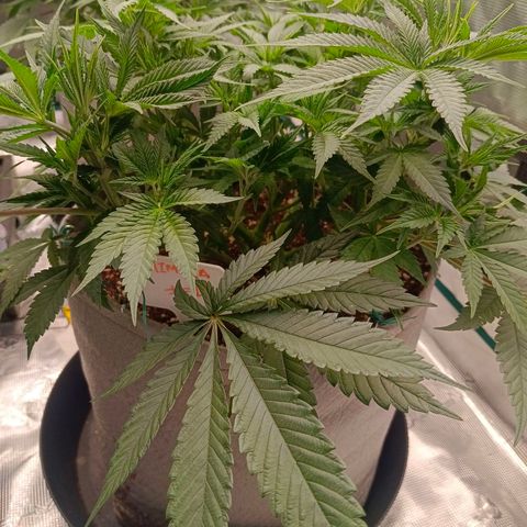 Mimosa x Orange Punch #1 growlog timeline photo