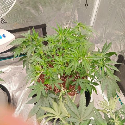 Mimosa x Orange Punch #1 growlog timeline photo