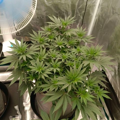 Bruce Banner #5 growlog timeline photo