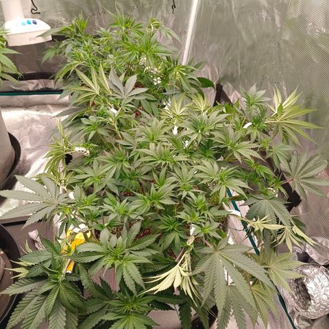 Bruce Banner #5 growlog timeline photo
