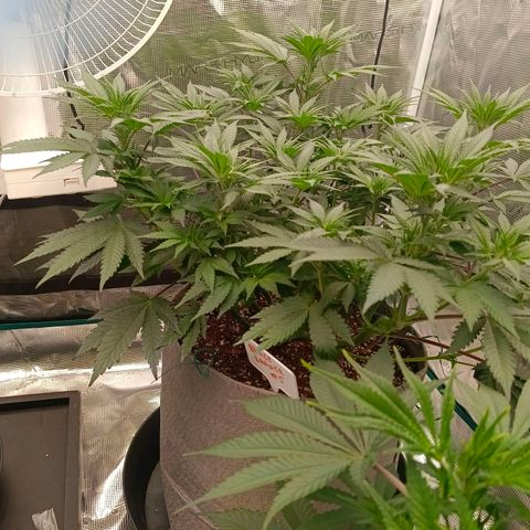 Bruce Banner #5 growlog timeline photo