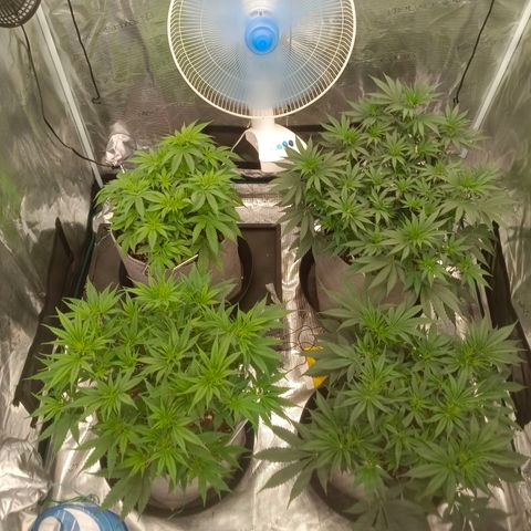 Bruce Banner #5 growlog timeline photo