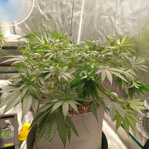 Bruce Banner #5 growlog timeline photo