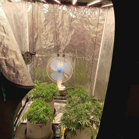 Bruce Banner #5 growlog timeline photo