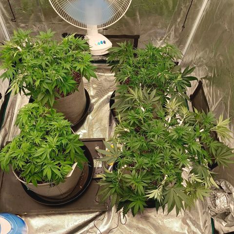 Bruce Banner #5 growlog timeline photo