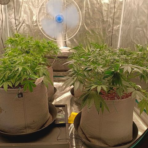Bruce Banner #5 growlog timeline photo