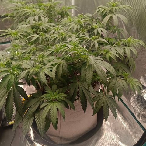 Bruce Banner #5 growlog timeline photo