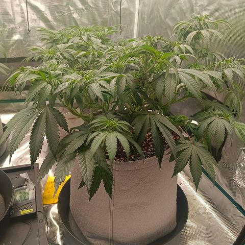 Bruce Banner #5 growlog timeline photo