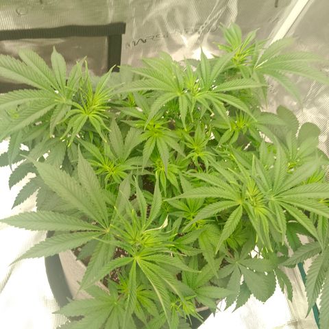 Mimosa x Orange Punch #1 growlog timeline photo
