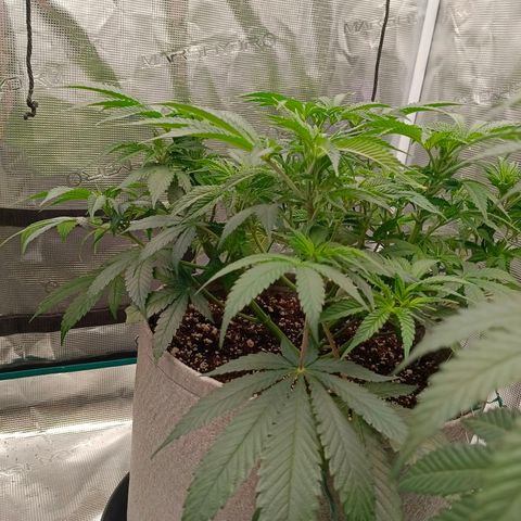 Mimosa x Orange Punch #1 growlog timeline photo