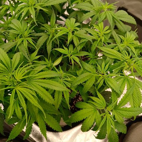 Special Skunk - Bulk seed bank growlog timeline photo