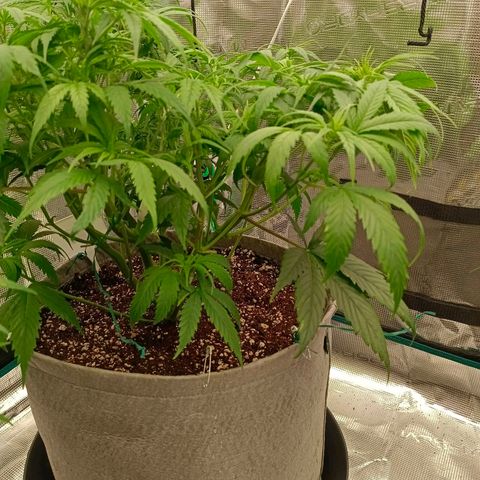 Special Skunk - Bulk seed bank growlog timeline photo