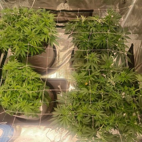 Bruce Banner #5 growlog timeline photo