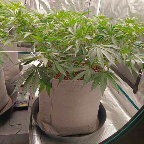 Bruce Banner #5 growlog timeline photo