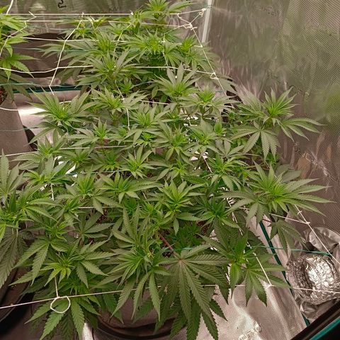 Bruce Banner #5 growlog timeline photo