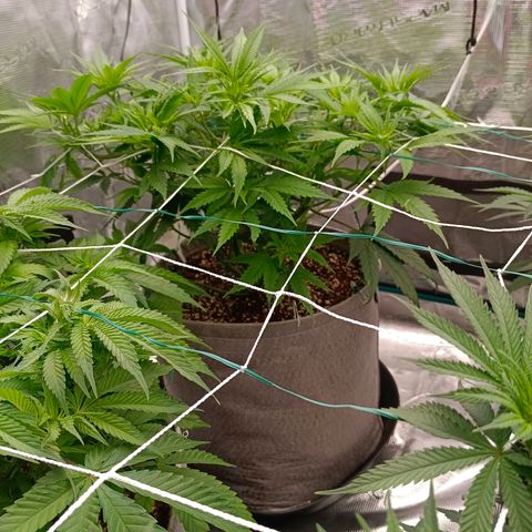 Special Skunk - Bulk seed bank growlog timeline photo