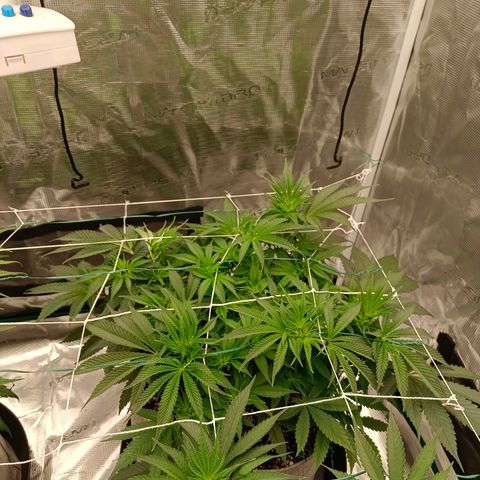 Mimosa x Orange Punch #1 growlog timeline photo