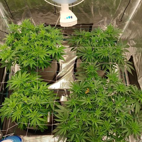 Bruce Banner #5 growlog timeline photo