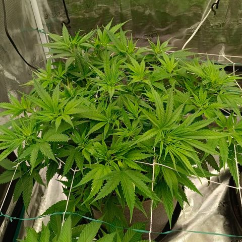 Special Skunk - Bulk seed bank growlog timeline photo