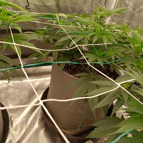 Mimosa x Orange Punch #1 growlog timeline photo