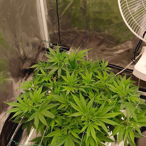 Special Skunk - Bulk seed bank growlog timeline photo
