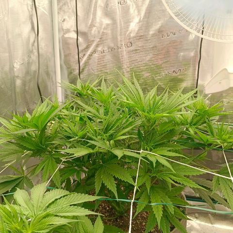 Special Skunk - Bulk seed bank growlog timeline photo