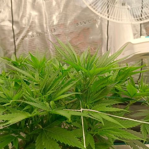 Special Skunk - Bulk seed bank growlog timeline photo