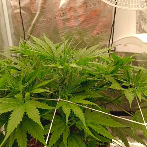 Special Skunk - Bulk seed bank growlog timeline photo