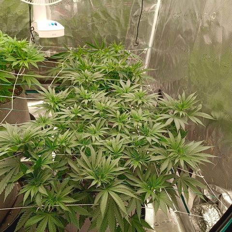 Bruce Banner #5 growlog timeline photo