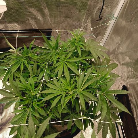 Mimosa x Orange Punch #1 growlog timeline photo