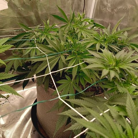 Mimosa x Orange Punch #1 growlog timeline photo