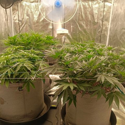 Bruce Banner #5 growlog timeline photo