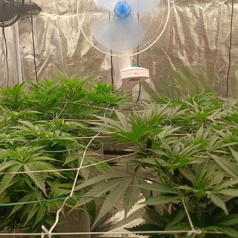 Bruce Banner #5 growlog timeline photo