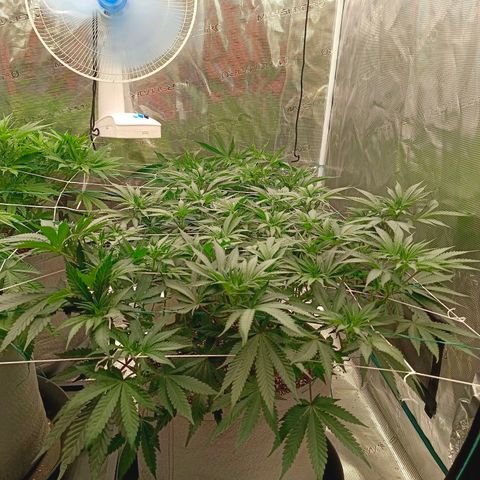 Bruce Banner #5 growlog timeline photo