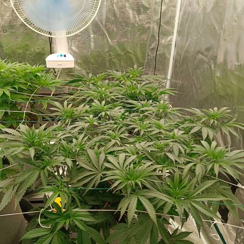 Bruce Banner #5 growlog timeline photo