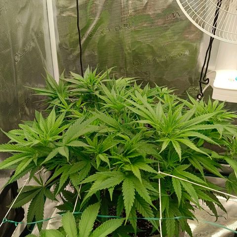 Special Skunk - Bulk seed bank growlog timeline photo
