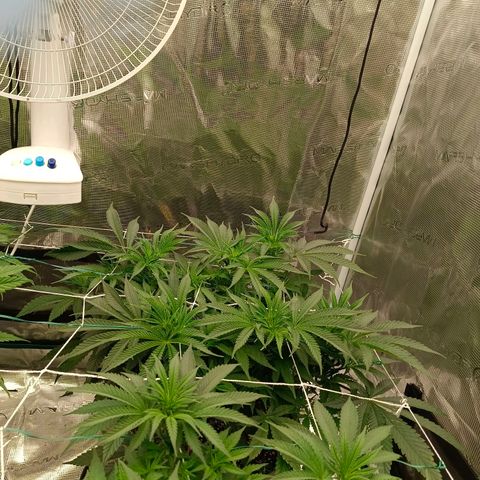 Mimosa x Orange Punch #1 growlog timeline photo