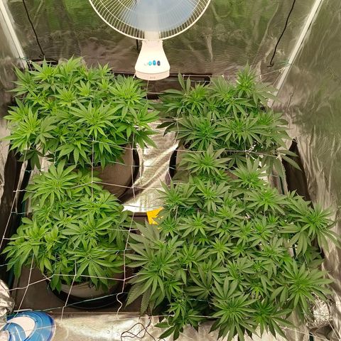 Bruce Banner #5 growlog timeline photo