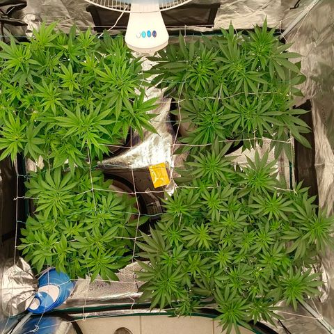 Bruce Banner #5 growlog timeline photo