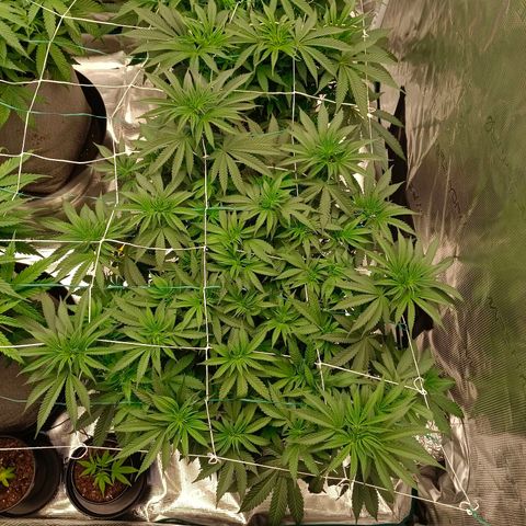 Bruce Banner #5 growlog timeline photo