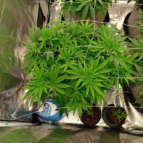 Special Skunk - Bulk seed bank growlog timeline photo