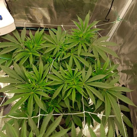 Mimosa x Orange Punch #1 growlog timeline photo