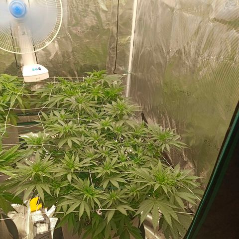 Bruce Banner #5 growlog timeline photo