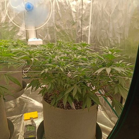 Bruce Banner #5 growlog timeline photo