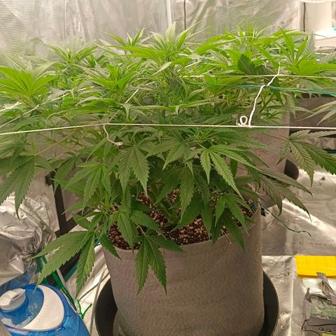 Special Skunk - Bulk seed bank growlog timeline photo