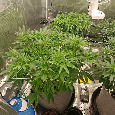 Special Skunk - Bulk seed bank growlog timeline photo